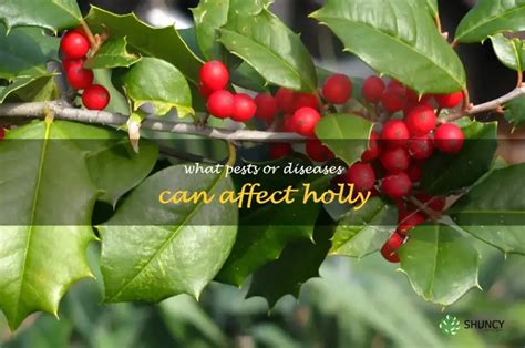 Dealing With Pests And Diseases In Holly: A Guide To Prevention And ...