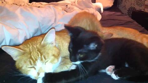 Super Lasy Cats Pussy Porn YouTube