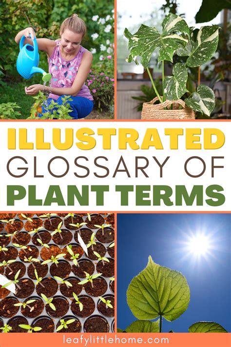 An Illustrated Glossary Of Plant Terms Gardening Trends Plants