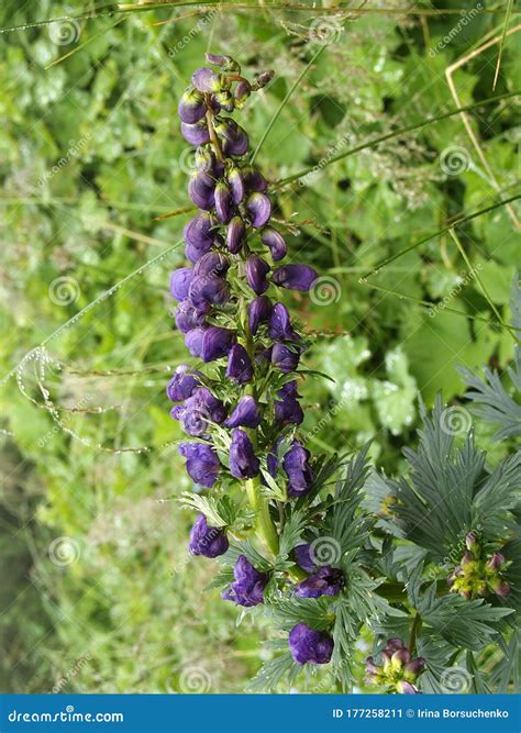 Wrestler Wolfsbane Aconitum Firmum, Flowering Escape Stock Image