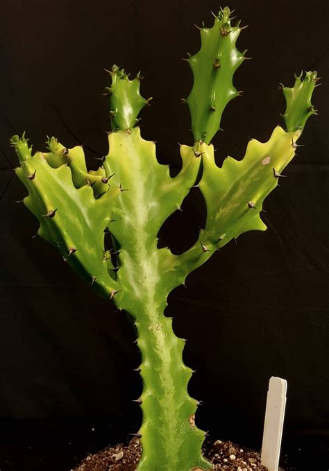 Euphorbia Lactea Variegated Dragon Bones Cactus Tree Etsy