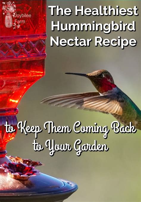 Hummingbird Feeder Nectar Recipe Wafiqurina