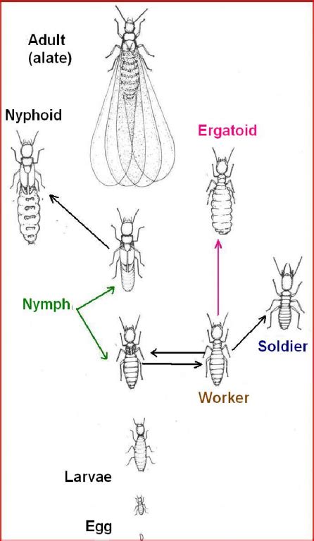 Termite Life Cycle Time Raymon Stallings