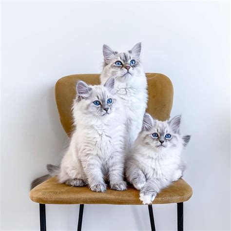 Adopt Ragdoll Kittens - Adopt Dogs & Cats on PuppiesNation