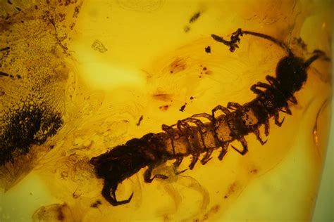 Detailed Fossil Centipede (Chilopoda) In Baltic Amber - Rare! (#207493 ...