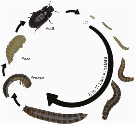 Management Of Alphitobius Diaperinus In Broiler Houses Asian Agribiz