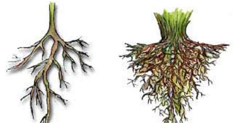 Jenis Jenis Akar Pada Tumbuhan Beserta Ciri Ciri Akar Types Of Root