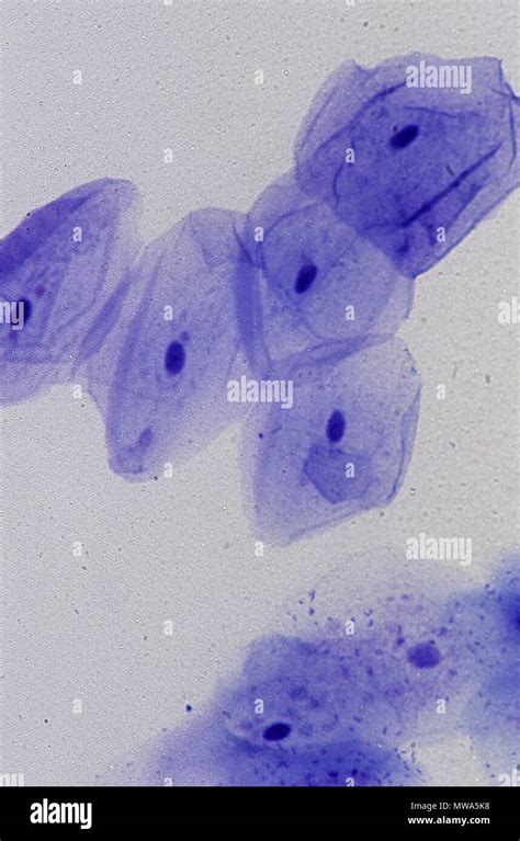 Skin Cells Under Light Microscope