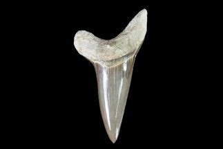 Cretoxyrhina Teeth For Sale - FossilEra.com