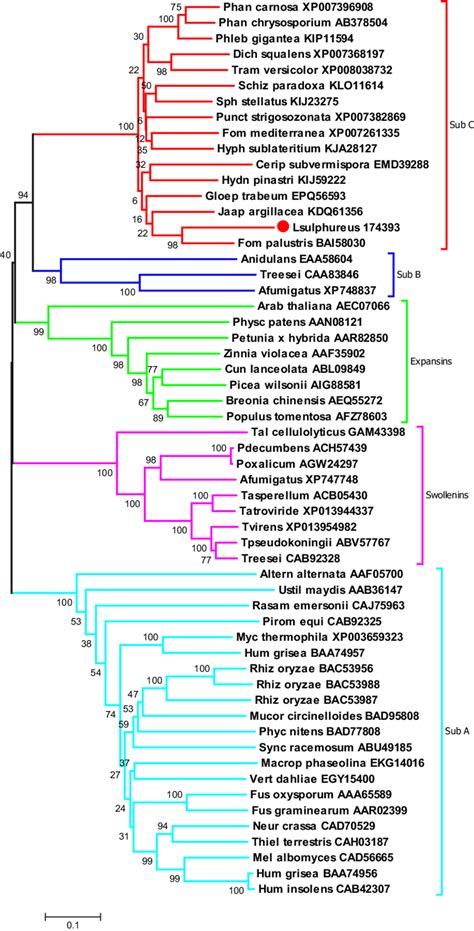 The Phylogenetic Tree Of The Amino Acid Sequences Including Proteins