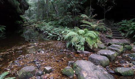 Grand Canyon Track Nsw National Parks