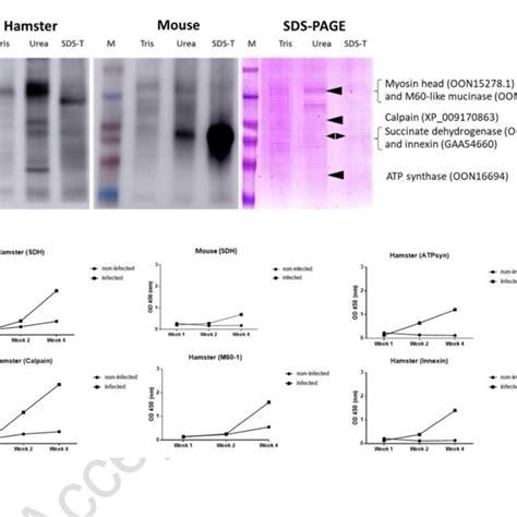 Upper Sds Page And Western Blot Analysis Of Tegumental Proteins Left