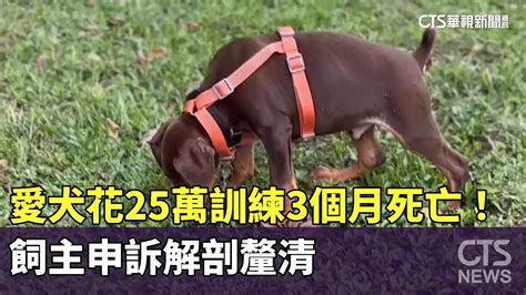 愛犬花25萬訓練3個月死亡！ 飼主申訴解剖釐清｜華視新聞 20231002 Youtube