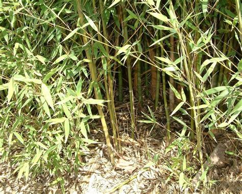 How To Get Rid Of Bamboo In Your Garden Yates Australia