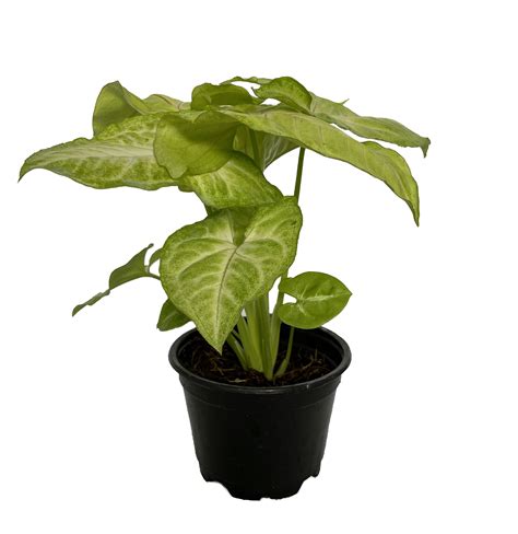 SALE - Golden Allusion Arrowhead Plant - Syngonium/Nepthytis - 4" Pot
