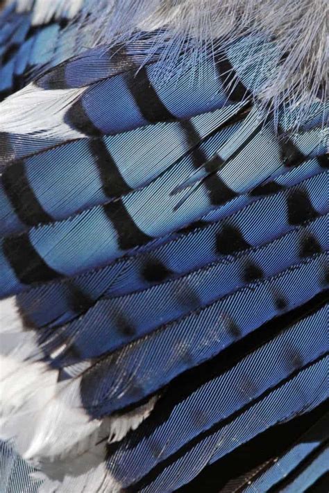 Blue Jay Feather Meaning Symbolism And Practical Uses Artofit