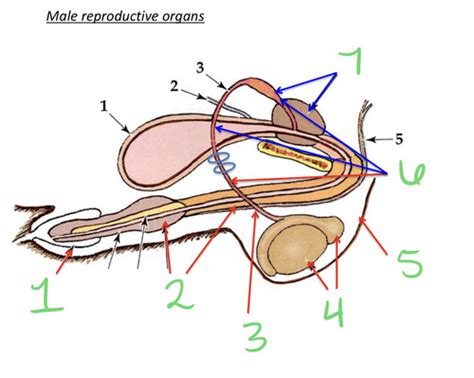 Lecture Male Repro Flashcards Quizlet