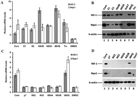 Up Regulation Of HO 1 And Nqo1 Gene Expression By HCV Proteins