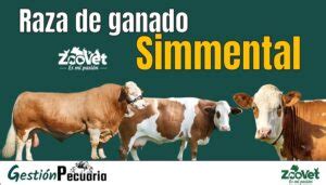 Simmental Raza De Ganado Bovino Todo Lo Que Necesitas Saber