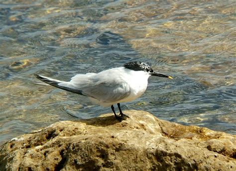 Sandwich Tern Sandwich Tern Thalasseus Sandvicensis Adult… Flickr