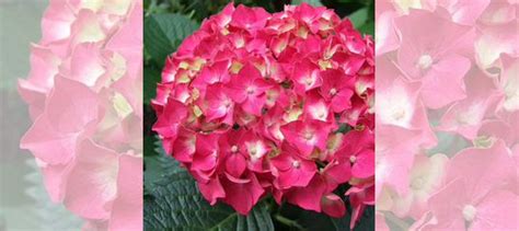 Гортензия ремонтантная (саженцы) в цветении купить в Санкт-Петербурге ...