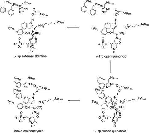 (IUCr) The crystal structure of Proteus vulgaris tryptophan indole ...