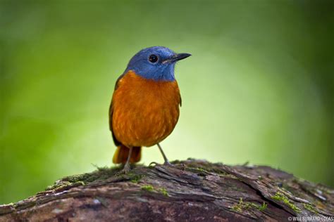 Birds + Madagascar | Photos Pictures Images