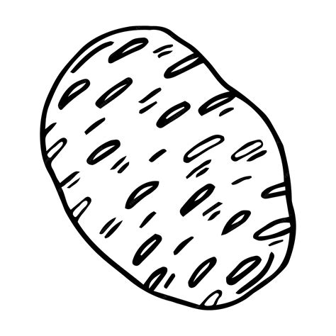 Tubérculo de batata. vetor. desenho de esboço de um vegetal em um fundo branco. esboço. | Vetor