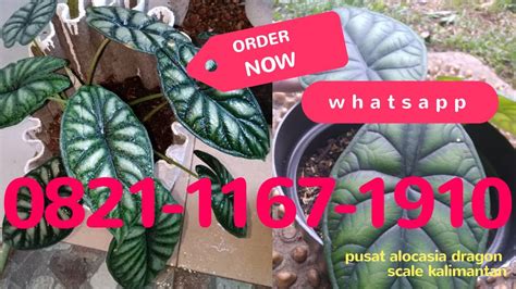 WA 0821 1167 1910 Jual Bibit Alocasia Silver Dragon Scale Keladi