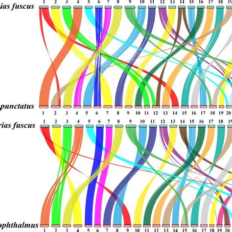 PDF A Chromosome Level Genome Assembly Of Hong Kong Catfish Clarias Fuscus Uncovers A Sex