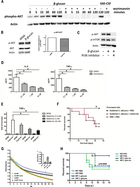 Mtor And Hif 1αmediated Aerobic Glycolysis As Metabolic Basis For