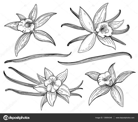 Vanilla Flower Drawing - Drawing.rjuuc.edu.np