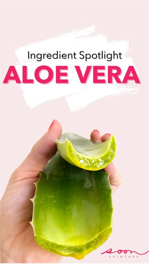 How To Extract Aloe Vera For Sunburns Easy Diy Sunburn Gel All Natural