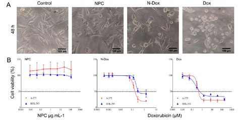 Scielo Brasil Improved Antiproliferative Activity Of Doxorubicin