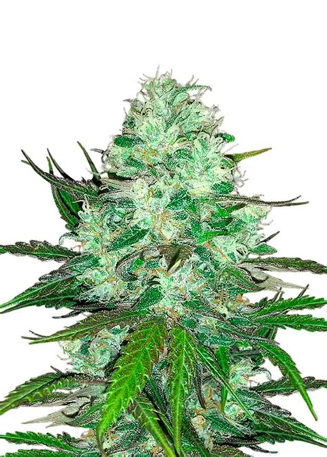 hash plant cannabis strain information growdiaries