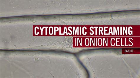 Cytoplasmic streaming in onion cells 60X| by Motic Europe - YouTube