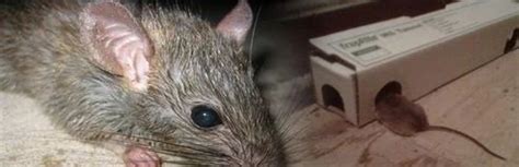 Rodents Control in Bengaluru | ID: 6517004762