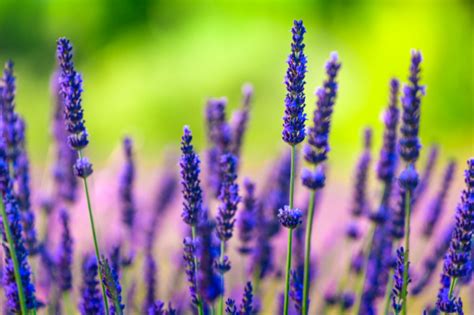 Lavendel überwintern So gelingt es im Beet Topf