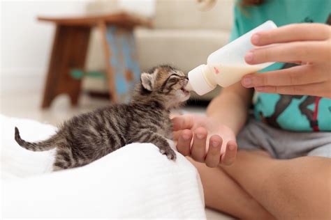 fading kitten syndrome petmd