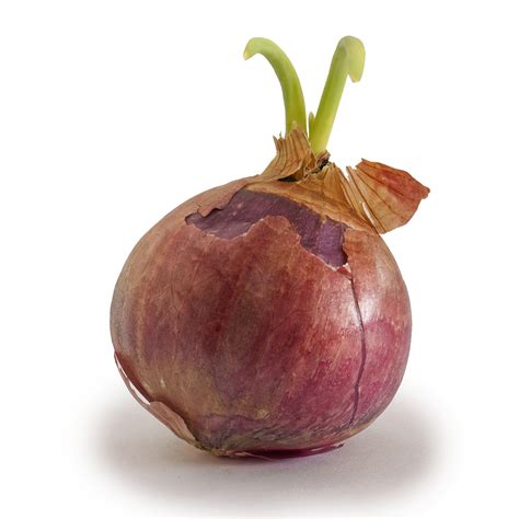 File:Onion growing shoots.jpg - Wikipedia