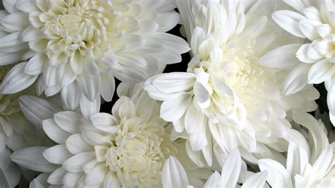 White Flower Wallpapers Wallpaperboat