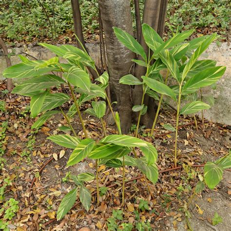 Shell Ginger (Alpinia zerumbet "Variegata")