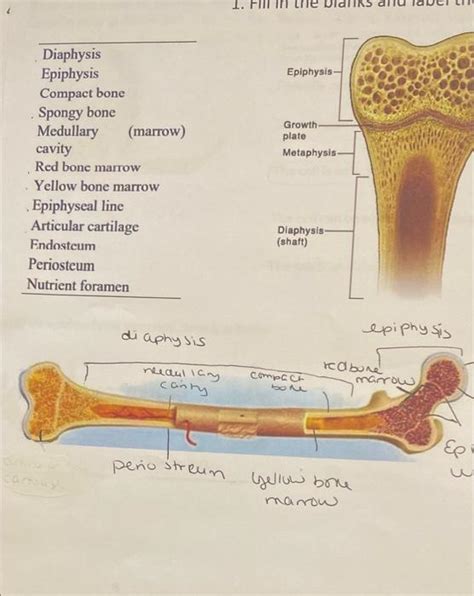 Solved che Epiphysis- Growth plate Metaphysis Diaphysis | Chegg.com