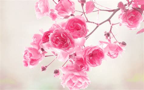 flower wallpaper 20