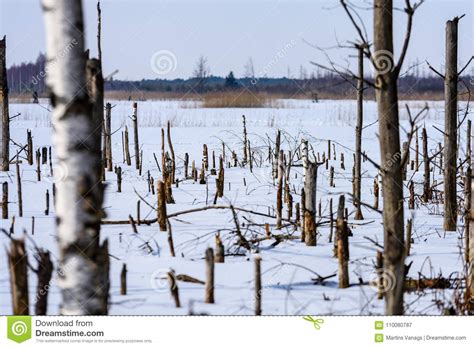 Frozen Naked Dry And Dead Forest Trees In Snowy Landscape Stock Image Image Of Covering