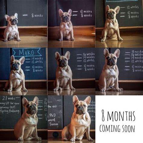 French Bulldog Puppy Growth Chart Collage Puppygrowth Bulldog