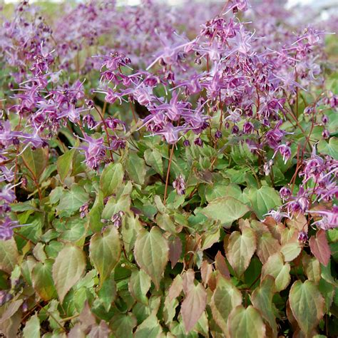 Epimedium grandiflorum 'Lilafee' - Van Berkum Nursery