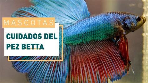 Cuidados De Los Peces Betta O Luchadores De Siam Verdecora YouTube