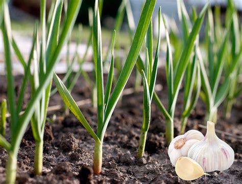 Aprenda Como Cultivar Alho Veja O Passo A Passo Para Dar Certo Horta