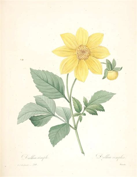 printable botanical 2